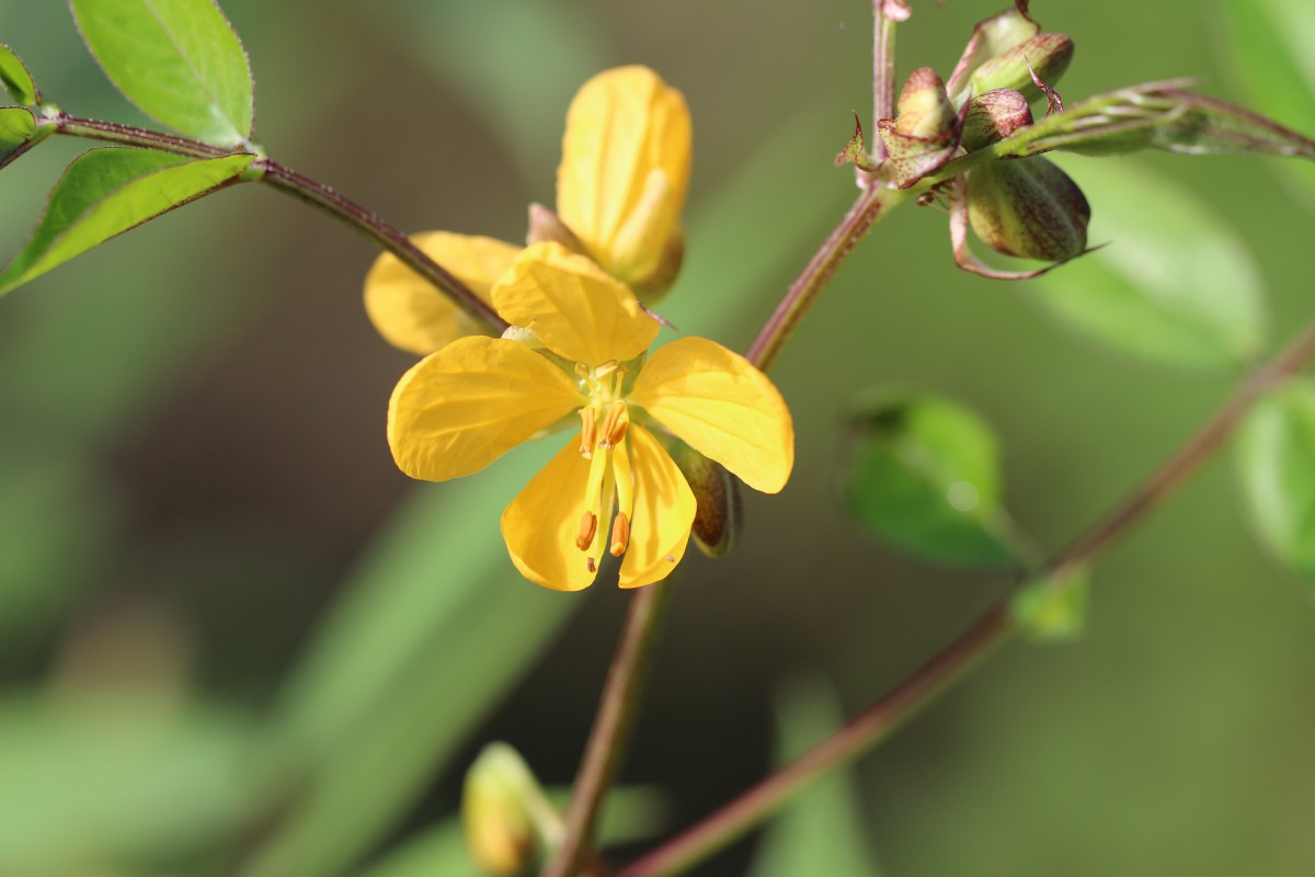 Senna occidentalis (L.) Link